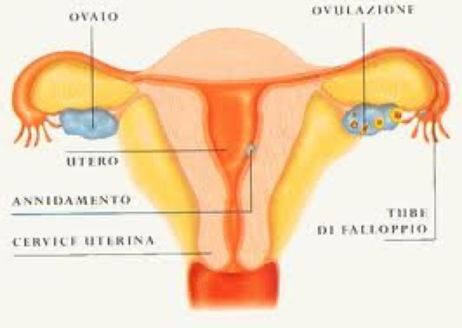 Ecografia Pelvica
